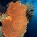 fan_sea_hm_lan_v_0044_tha5267.jpg